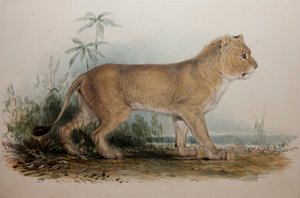 León sin melena de Guzerat, 1835